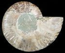 Agatized Ammonite Fossil (Half) #45518-1